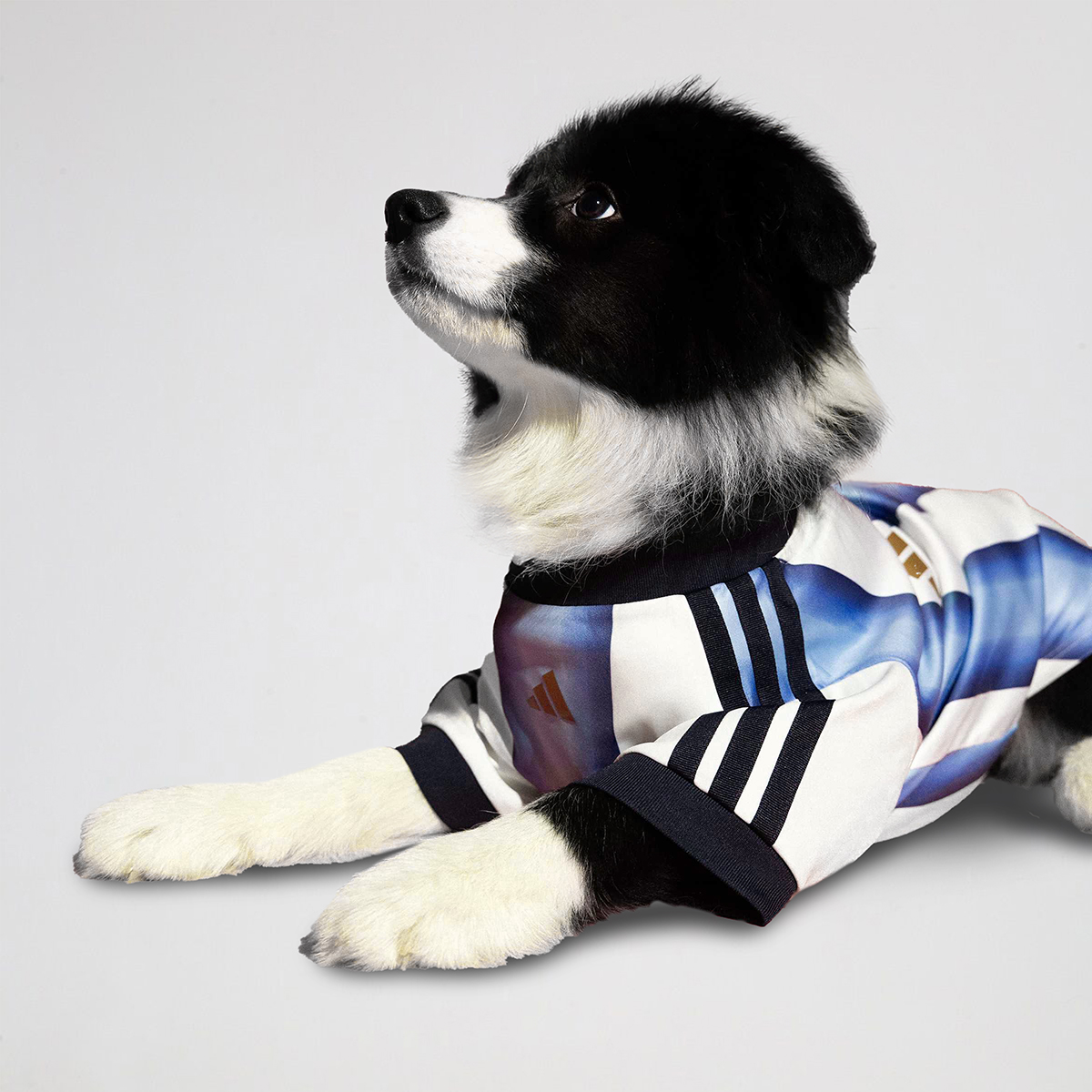 Camiseta Argentina adidas 26 para Mascota,  image number null